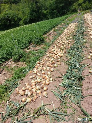 박형진님의 양파 · 자유게시판 작성글 사진