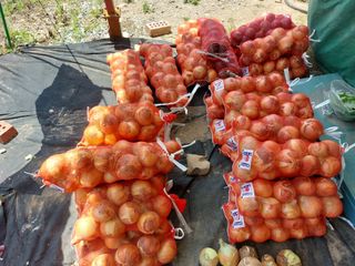 박형진님의 양파 · 자유게시판 작성글 사진