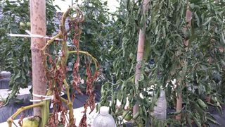 태벽산님의 토마토 · 병해충상담 작성글 사진