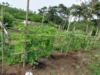 서울 음성댁님의 자유주제 · 자유게시판 작성글 사진