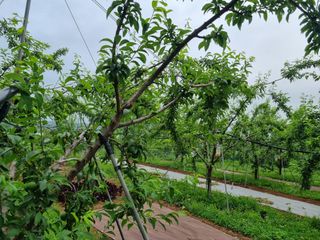 첼시자두김제활님의 자두 · 자유게시판 작성글 사진