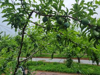 첼시자두김제활님의 자두 · 자유게시판 작성글 사진