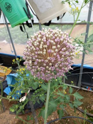 앤쵸비님의 마늘 · 품종•종자 작성글 사진