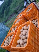 팜모닝 감자·자유게시판 게시글 이미지