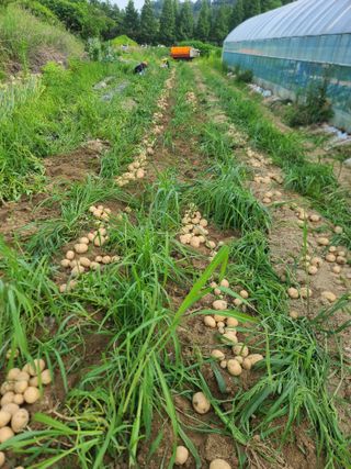 밀양.울주.울산63님의 감자 · 자유게시판 작성글 사진