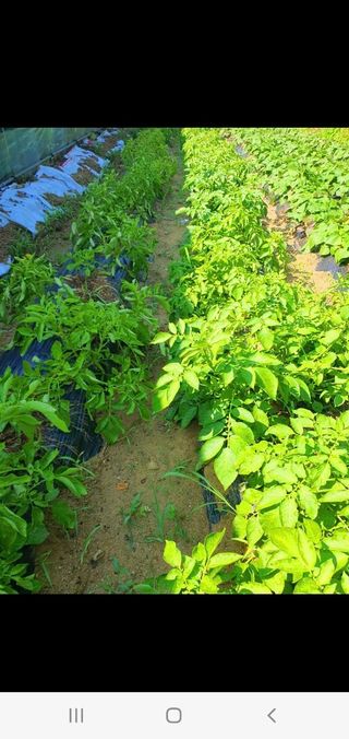 밀양.울주.울산63님의 감자 · 자유게시판 작성글 사진