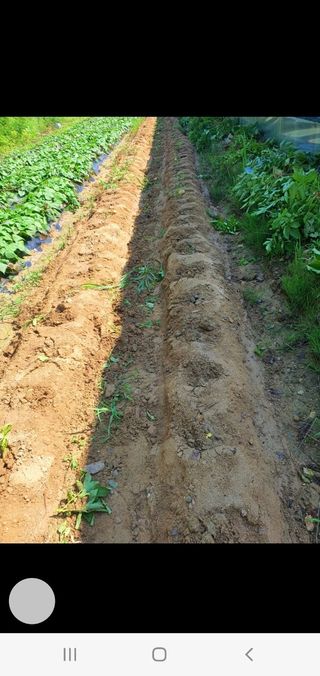 밀양.울주.울산63님의 감자 · 자유게시판 작성글 사진