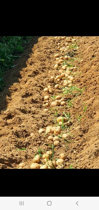 밀양.울주.울산63님의 감자 · 자유게시판 작성글 사진