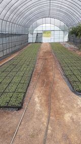 팜모닝 들깨·자유게시판 게시글 이미지