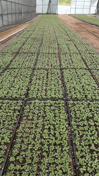 송광만님의 들깨 · 자유게시판 작성글 사진