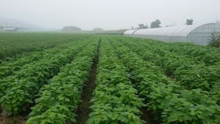 송광만님의 들깨 · 자유게시판 작성글 사진