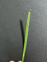 팜모닝 팜모닝 병해충 연구회·병해충상담 게시글 이미지