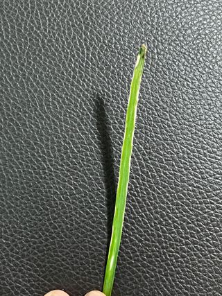 박영호님의 팜모닝 병해충 연구회 · 병해충상담 작성글 사진