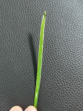 박영호님의 팜모닝 병해충 연구회 · 병해충상담 작성글 사진