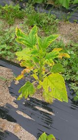 팜모닝 참깨·병해충상담 게시글 이미지