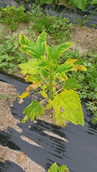 박상권님의 참깨 · 병해충상담 작성글 사진