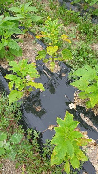 박상권님의 참깨 · 병해충상담 작성글 사진