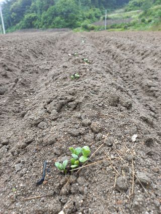 이성수님의 콩 · 자유게시판 작성글 사진