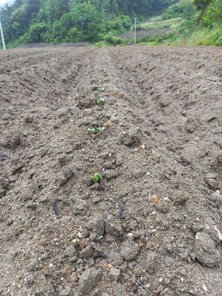 이성수님의 콩 · 자유게시판 작성글 사진