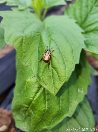 정병무님의 참깨 · 병해충상담 작성글 사진