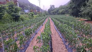 우대영님의 고추 · 비료•농약 작성글 사진