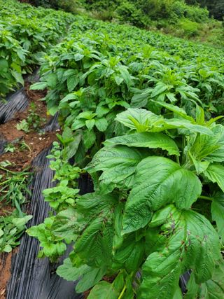 판관님의 참깨 · 병해충상담 작성글 사진