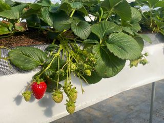 알 수 없음님의 딸기 · 병해충상담 작성글 사진