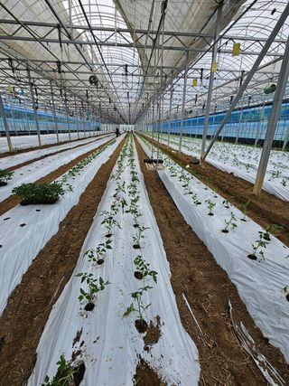 박명철님의 토마토 · 영농일지 작성글 사진