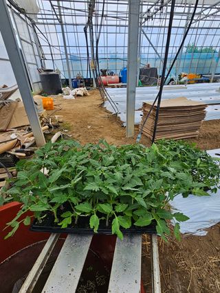 박명철님의 토마토 · 영농일지 작성글 사진