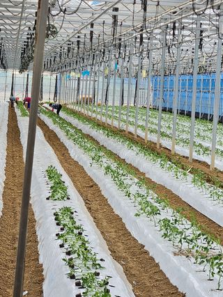 박명철님의 토마토 · 영농일지 작성글 사진