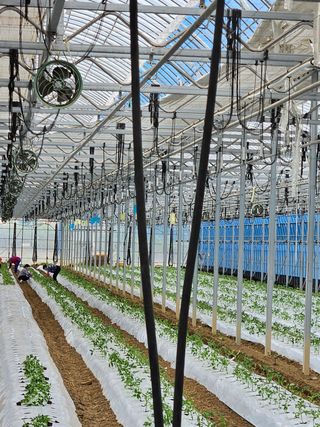 박명철님의 토마토 · 영농일지 작성글 사진