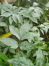 팜모닝 팜모닝 병해충 연구회·병해충상담 게시글 이미지