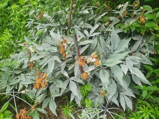 풍수산님의 팜모닝 병해충 연구회 · 병해충상담 작성글 사진