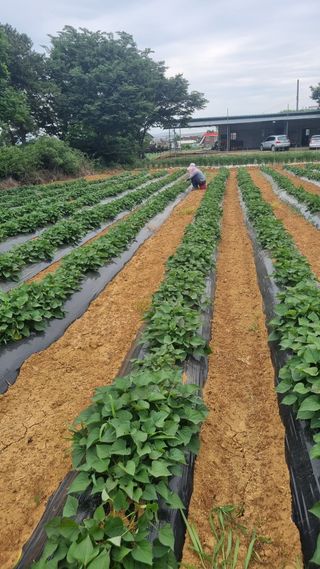 정운필님의 고구마 · 자유게시판 작성글 사진