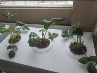 인들꺼님의 딸기 · 병해충상담 작성글 사진