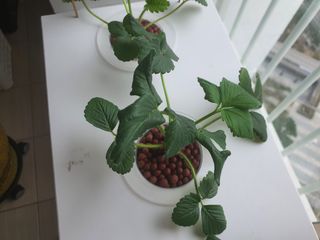 인들꺼님의 딸기 · 병해충상담 작성글 사진