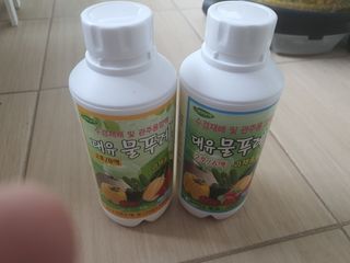 인들꺼님의 딸기 · 병해충상담 작성글 사진