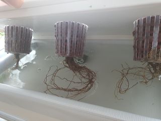 인들꺼님의 딸기 · 병해충상담 작성글 사진