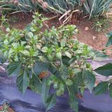 팜모닝 고추·병해충상담 게시글 이미지