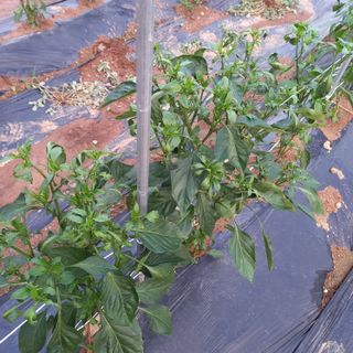 미소님의 고추 · 병해충상담 작성글 사진