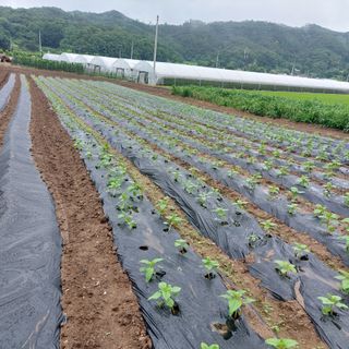강원도 횡성군님의 참깨 · 자유게시판 작성글 사진