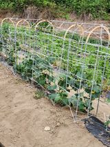 팜모닝 자유주제·자유게시판 게시글 이미지