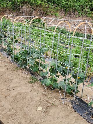 매실16290님의 자유주제 · 자유게시판 작성글 사진