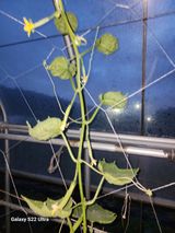 팜모닝 호박·병해충상담 게시글 이미지