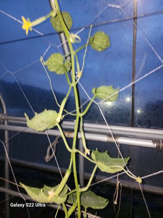 바테와 농장 우용구님의 호박 · 병해충상담 작성글 사진