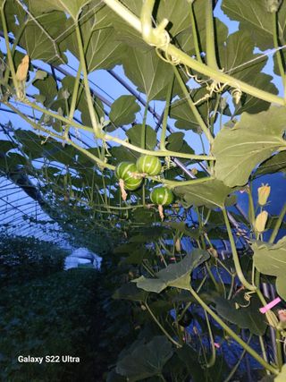 바테와 농장 우용구님의 호박 · 병해충상담 작성글 사진