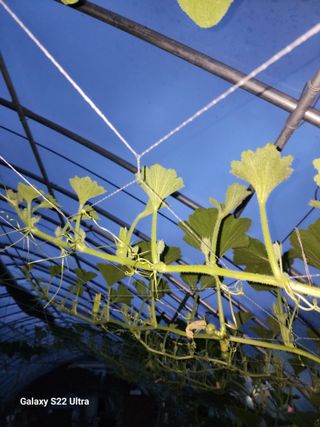 바테와 농장 우용구님의 호박 · 병해충상담 작성글 사진