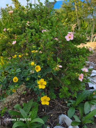 두메농원님의 장마 대비 어떻게 하셨나요? · 참여 작성글 사진