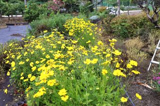 두메농원님의 장마 대비 어떻게 하셨나요? · 참여 작성글 사진