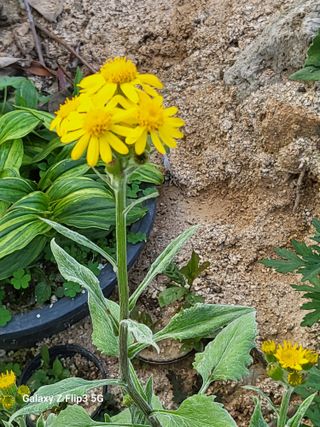 두메농원님의 장마 대비 어떻게 하셨나요? · 참여 작성글 사진